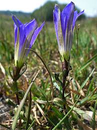 Attēlu rezultāti vaicājumam “Gentiana pneumonanthe flower”