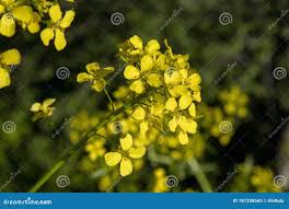 Attēlu rezultāti vaicājumam “Bunias orientalis flower”
