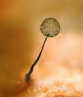 Attēlu rezultāti vaicājumam “Comatricha elegans stalked”