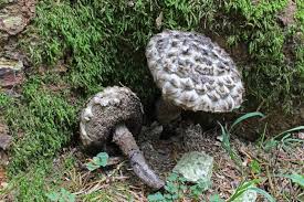 Attēlu rezultāti vaicājumam “Strobilomyces strobilaceus”