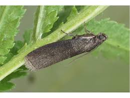 Attēlu rezultāti vaicājumam “Sciota fumella”