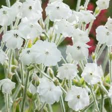 Image result for Lychnis coronaria alba