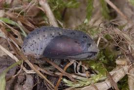Attēlu rezultāti vaicājumam “Lycaena hippothoe underside”