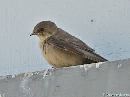 Image result for Ptyonoprogne rupestris