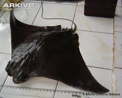 Image result for Rhinoptera brasiliensis