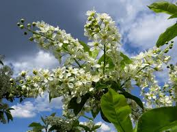 Attēlu rezultāti vaicājumam “Padus avium”