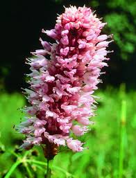 Attēlu rezultāti vaicājumam “Bistorta major flower”