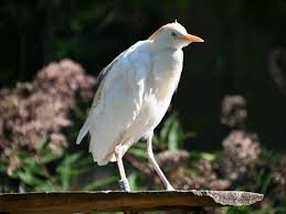 Attēlu rezultāti vaicājumam “Bubulcus ibis”