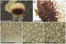 Attēlu rezultāti vaicājumam “Isopaches bicrenatus”