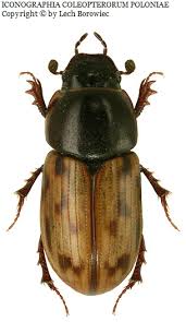 Attēlu rezultāti vaicājumam “Aphodius sp.”