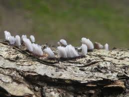 Attēlu rezultāti vaicājumam “Stemonitis axifera stalked”