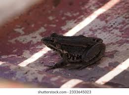 Attēlu rezultāti vaicājumam “Pelophylax”