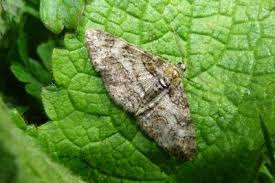 Attēlu rezultāti vaicājumam “Cleora cinctaria”