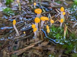 Attēlu rezultāti vaicājumam “Mitrula paludosa”