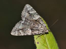 Attēlu rezultāti vaicājumam “Catocala sponsa”