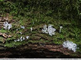 Attēlu rezultāti vaicājumam “Lentaria”