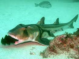 Image result for Heterodontus portusjacksoni