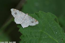 Attēlu rezultāti vaicājumam “Macaria notata”