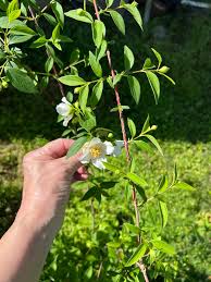 Attēlu rezultāti vaicājumam “Philadelphus lemoinei flower”