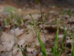 Attēlu rezultāti vaicājumam “Luzula luzuloides fruit”