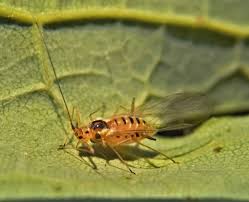 Attēlu rezultāti vaicājumam “Drepanosiphum platanoidis”