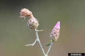 Attēlu rezultāti vaicājumam “Centaurea stoebe bud”