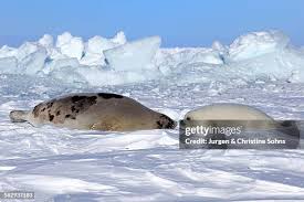 Image result for Pagophilus groenlandicus