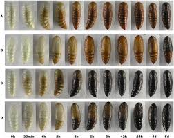 Attēlu rezultāti vaicājumam “Scardia boletella pupa”