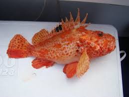 Image result for Scorpaena scrofa