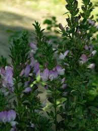 Attēlu rezultāti vaicājumam “Ononis arvensis”