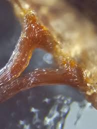 Attēlu rezultāti vaicājumam “Hemitrichia calyculata macro”