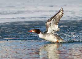 Attēlu rezultāti vaicājumam “Mergus merganser juvenile”