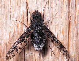 Attēlu rezultāti vaicājumam “Bombyliidae”