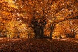 Attēlu rezultāti vaicājumam “Castanea sativa”