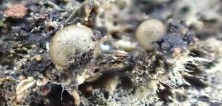 Attēlu rezultāti vaicājumam “Colloderma oculatum macro”