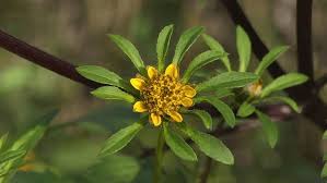 Attēlu rezultāti vaicājumam “Bidens frondosa flower”
