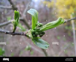 Attēlu rezultāti vaicājumam “Euonymus europaeus bud”