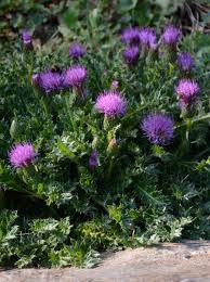 Attēlu rezultāti vaicājumam “Cirsium acaule flower”