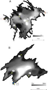 Image result for Coregonus huntsmani