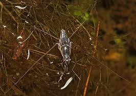 Attēlu rezultāti vaicājumam “Gerridae imago”