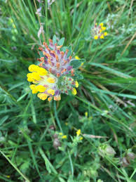 Attēlu rezultāti vaicājumam “Anthyllis arenaria”