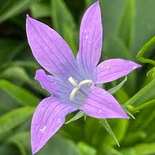 Image result for Campanula patula