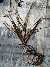 Attēlu rezultāti vaicājumam “Stuckenia filiformis”