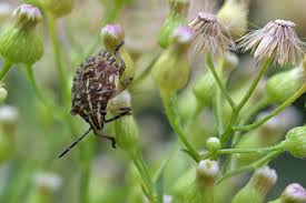 Attēlu rezultāti vaicājumam “Carpocoris sp. nymph”
