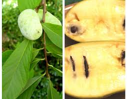 Attēlu rezultāti vaicājumam “Padus avium fruit”