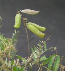 Attēlu rezultāti vaicājumam “Vicia sepium fruit”
