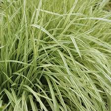 Attēlu rezultāti vaicājumam “Molinia caerulea”