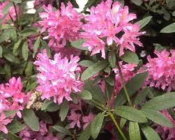 Attēlu rezultāti vaicājumam “Rhododendron catawbiense flower”