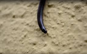 Attēlu rezultāti vaicājumam “Diplopoda”