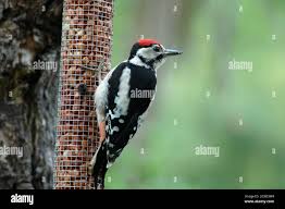 Attēlu rezultāti vaicājumam “Dendrocopos major juvenile”
